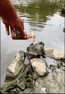 🐟Concentrated liquid red worms