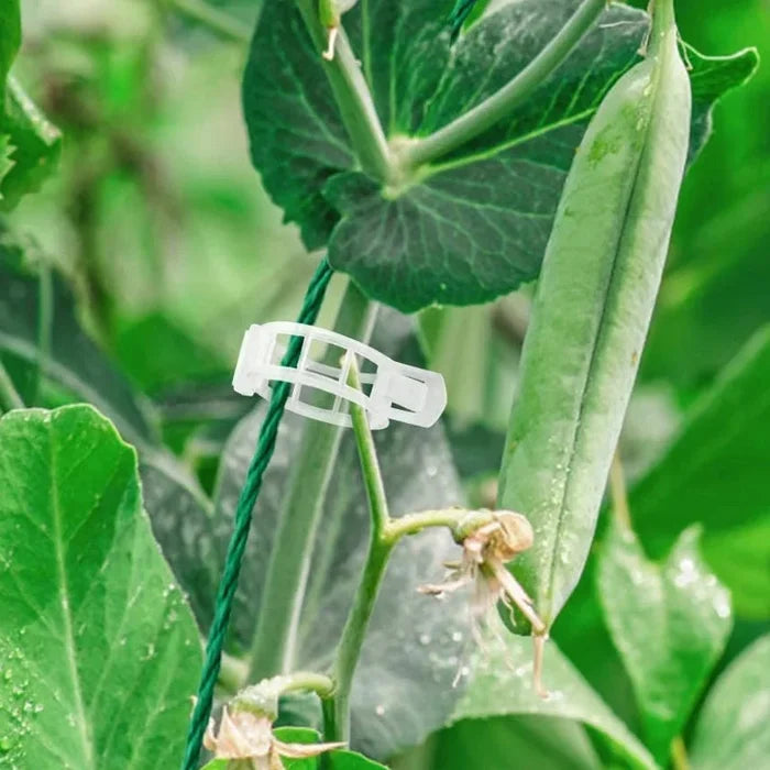 💥Plant Support Clips🌱