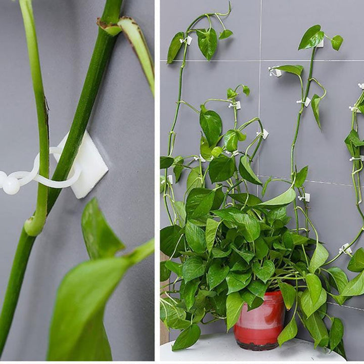 Plant Climbing Wall Clip(40Pcs/Set)