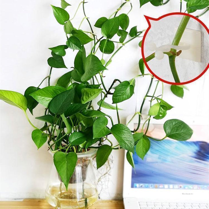Plant Climbing Wall Clip(40Pcs/Set)